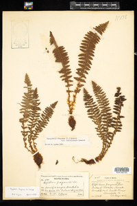 Dryopteris fragrans image