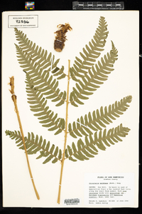 Dryopteris goldiana image