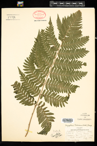 Dryopteris goldiana image