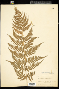 Dryopteris marginalis image