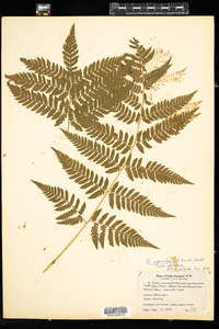 Dryopteris carthusiana image