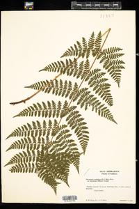 Dryopteris carthusiana image