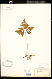 Gymnocarpium dryopteris image