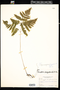 Gymnocarpium dryopteris image