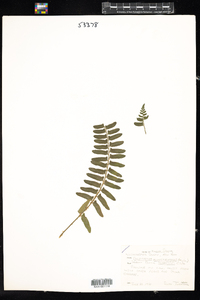 Polystichum acrostichoides image