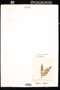 Woodsia alpina image