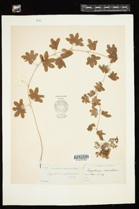 Lygodium palmatum image