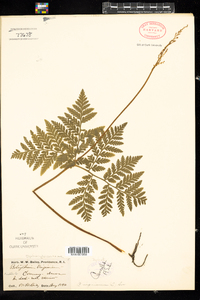 Botrychium virginianum image