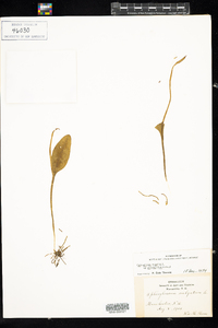 Ophioglossum pusillum image