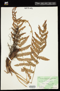 Osmundastrum cinnamomeum image
