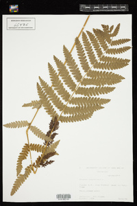 Osmunda claytoniana image