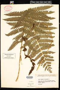 Osmunda claytoniana image