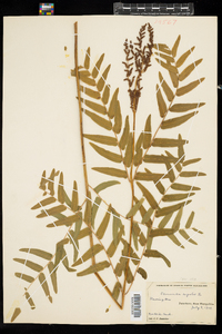 Osmunda regalis image