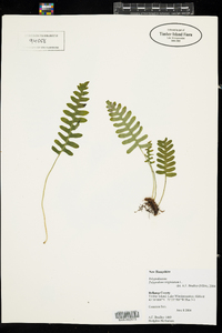 Polypodium virginianum image