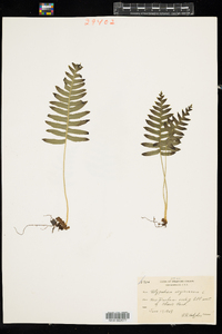 Polypodium virginianum image