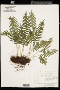 Polypodium virginianum image