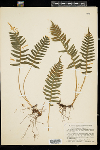 Polypodium virginianum image