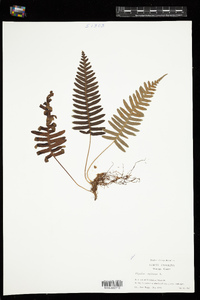 Polypodium virginianum image