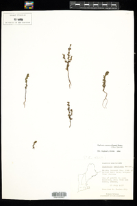 Euphrasia nemorosa image