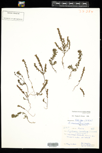 Euphrasia nemorosa image