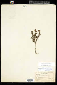 Euphrasia nemorosa image