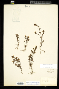 Euphrasia nemorosa image