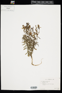 Linaria vulgaris image