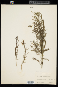 Linaria vulgaris image