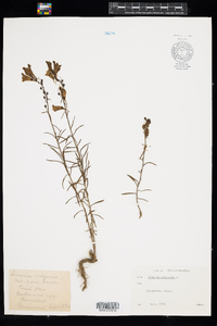 Linaria vulgaris image