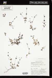 Image of Lindernia rotundifolia