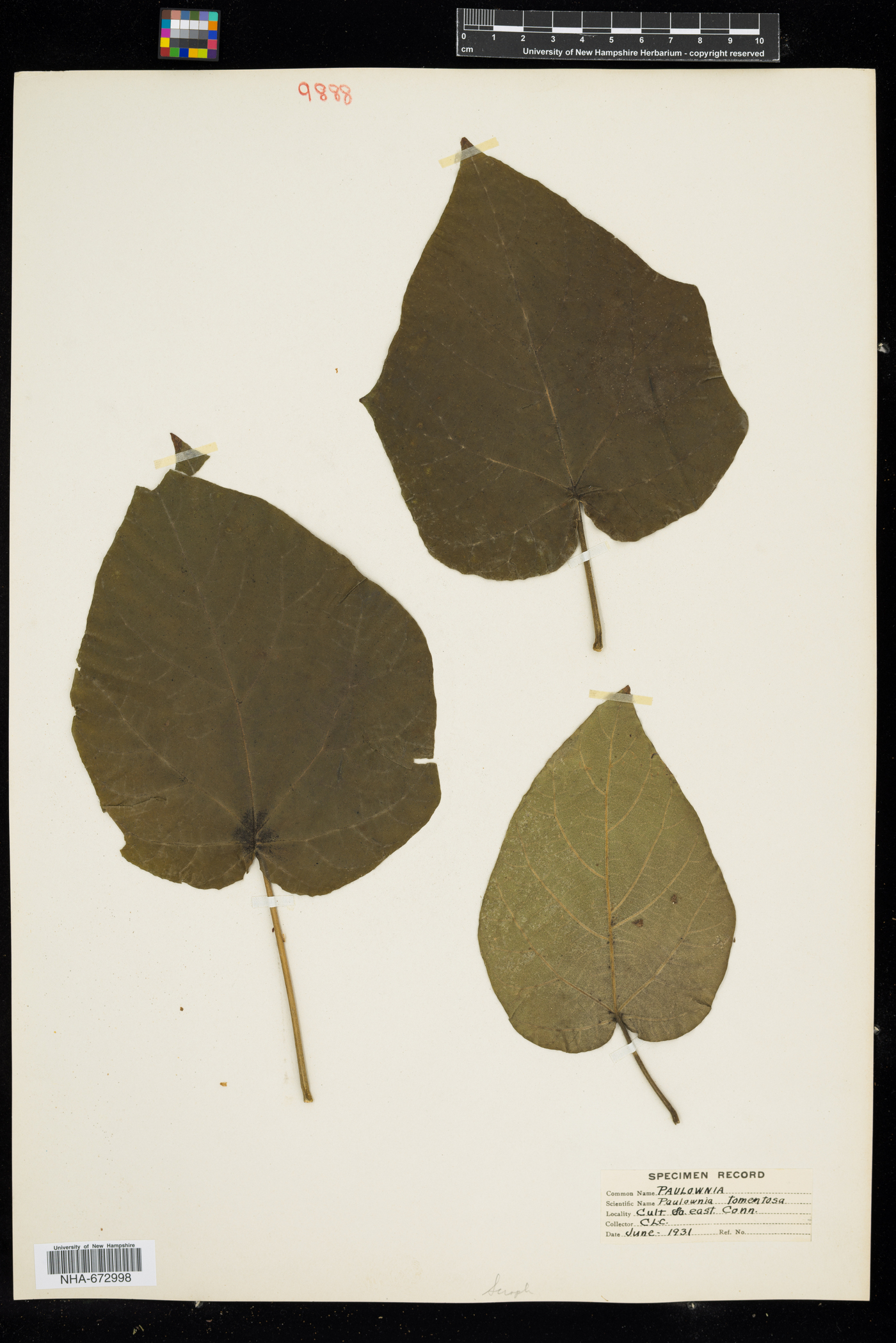Paulowniaceae image