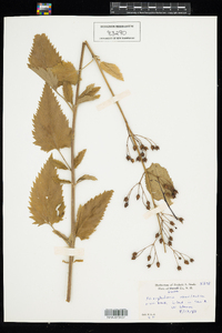 Scrophularia marilandica image