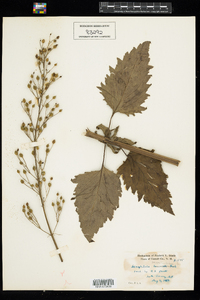 Scrophularia marilandica image