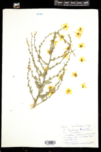 Image of Verbascum sinuatum