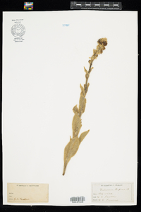 Verbascum thapsus image