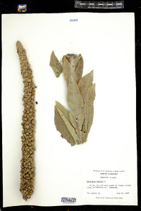 Verbascum thapsus image