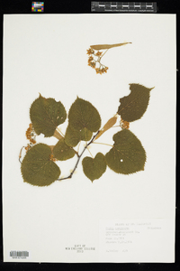 Tilia americana image