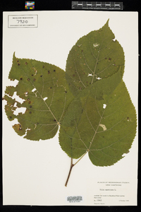 Tilia americana image