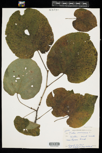 Tilia americana image