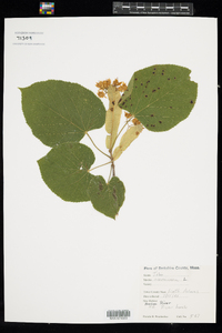 Tilia americana image