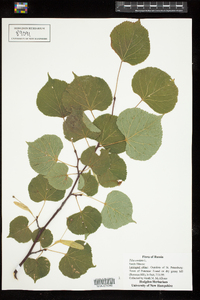 Tilia cordata image