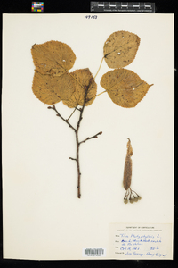 Tilia platyphyllos image