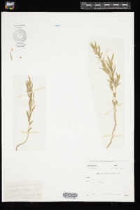 Image of Hybanthus verticillatus