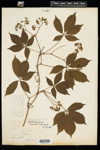 Parthenocissus vitacea image