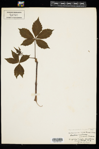 Parthenocissus vitacea image