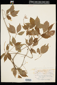 Parthenocissus vitacea image