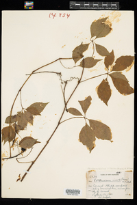 Parthenocissus vitacea image