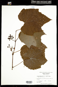 Vitis aestivalis image