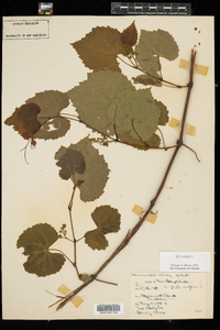 Vitis vulpina image