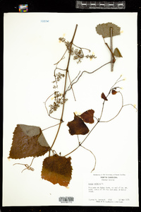 Vitis vulpina image